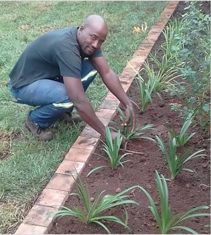 Mondise Landscaping Centurion team member planting a flower bed edged with brick pavers in Centurion