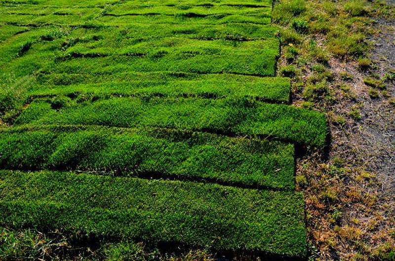 Freshly laid instant lawn strips, Irene