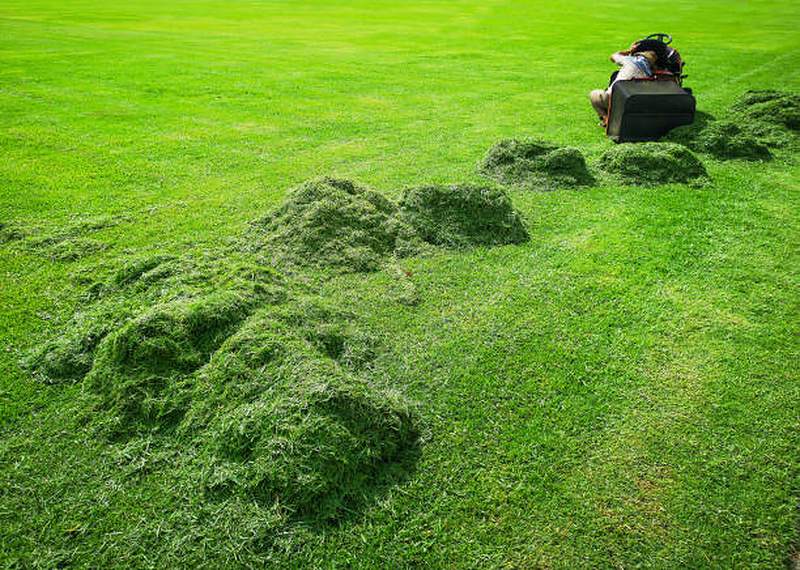 Established green lawn after mowing, Waterkloof