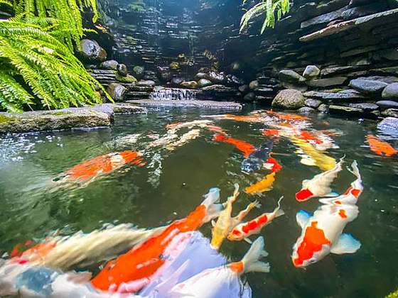 Koi fish pond with ferns and stone waterfall, Moreleta Park