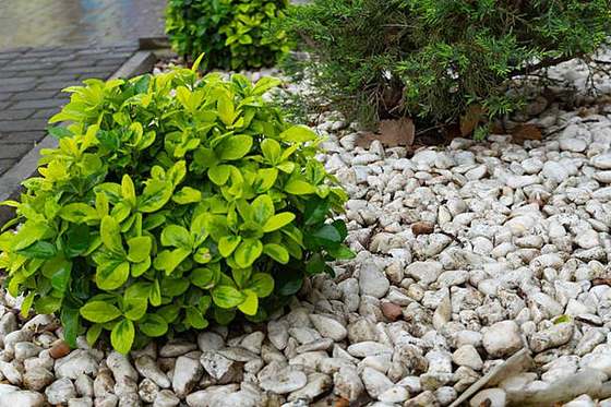 Water-wise shrub on a white pebble bed beside paving, Pretoria East