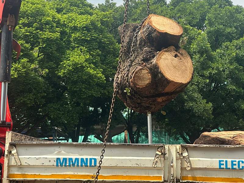 Crane lifting a felled tree trunk onto a truck, Centurion