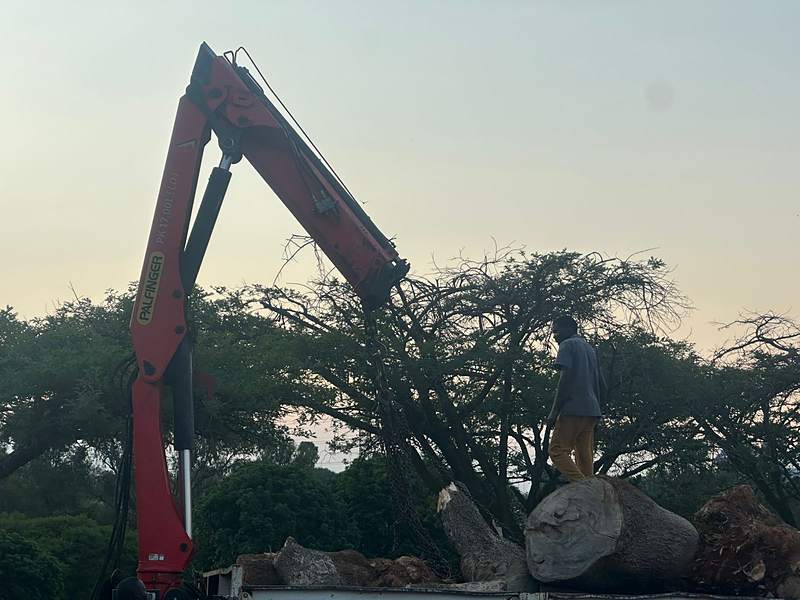 Crane truck loading large tree logs, Centurion