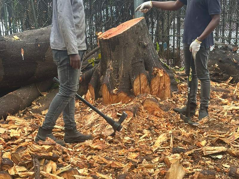 Tree stump cut down and cleared after felling, Centurion