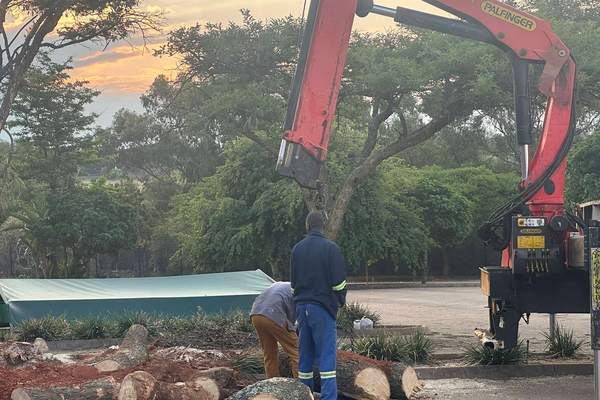 Tree Felling & Tree Removal Services in Centurion
