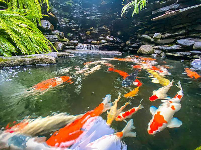 Koi pond with stone edging and waterfall, Irene